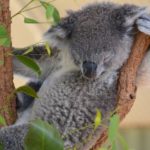 シドニーのコアラ