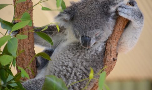 シドニーのコアラ